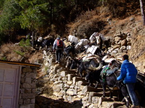 Team of yaks and porters